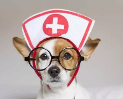 Ein Tierarzt, der ein Hund behandelt, um die Unterstützung von Tierärzten für Juwel-Vital zu symbolisieren