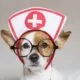 Ein Tierarzt, der ein Hund behandelt, um die Unterstützung von Tierärzten für Juwel-Vital zu symbolisieren