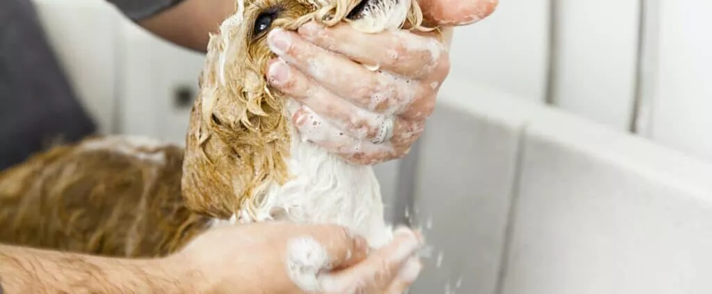 Häufige Fehler beim Baden von Hunden – Was du vermeiden solltest!