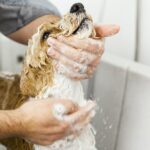 Häufige Fehler beim Baden von Hunden – Was du vermeiden solltest!