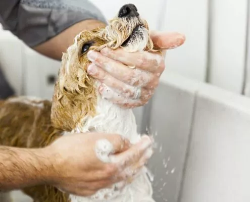 Häufige Fehler beim Baden von Hunden – Was du vermeiden solltest!