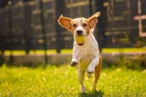 beagle-dog-fun-in-backyard-outdoors-run-with-ball-300x186