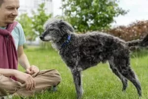 mixed-breed-dog-bedlington-terrier-whippet-senior-dog-with-smiling-man-on-grass-walking-dog-300x200