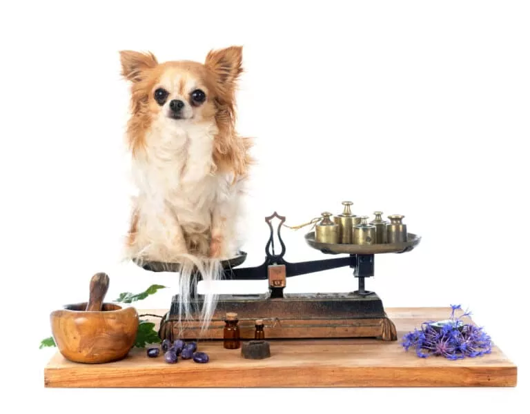chihuahua on a Roberval balance in front of white background