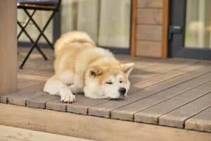 shiba-inu-dog-lying-sleeping-on-porch-of-house-300x200