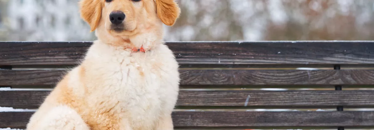 A portrait of a cute Golden Retriever dog sitting in snow. Hovawart at winter