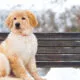 A portrait of a cute Golden Retriever dog sitting in snow. Hovawart at winter