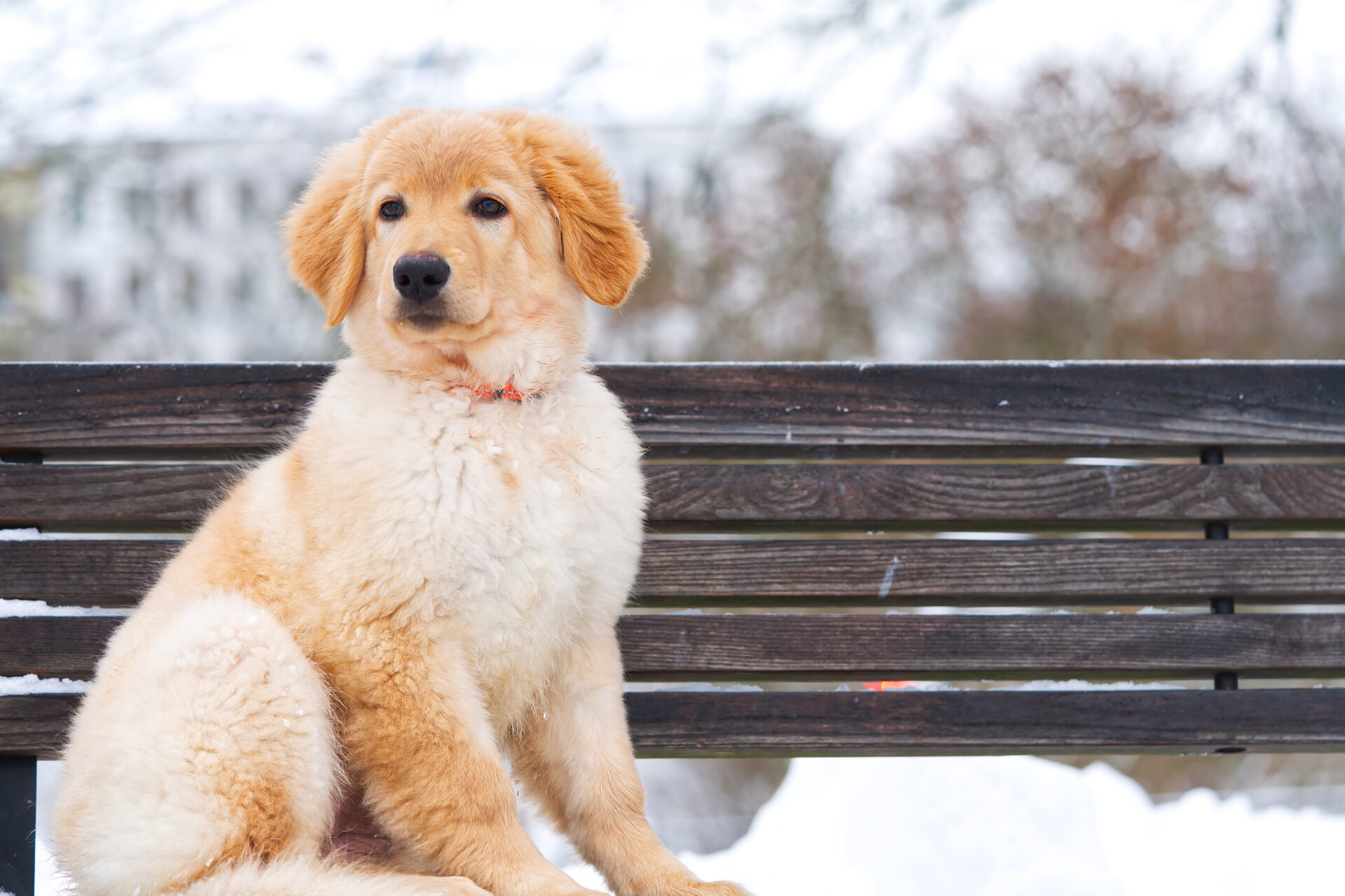 A portrait of a cute Golden Retriever dog sitting in snow. Hovawart at winter