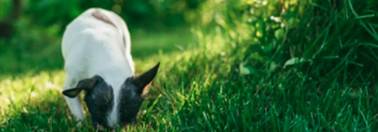 Warum Hunde Gras fressen Ein Blick auf dieses kuriose Verhalten