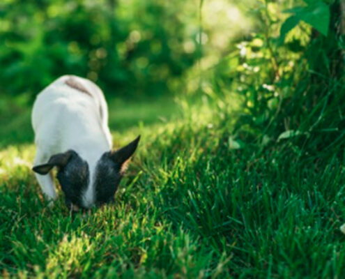 Warum Hunde Gras fressen Ein Blick auf dieses kuriose Verhalten