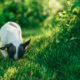 Warum Hunde Gras fressen Ein Blick auf dieses kuriose Verhalten
