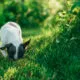 Warum Hunde Gras fressen Ein Blick auf dieses kuriose Verhalten