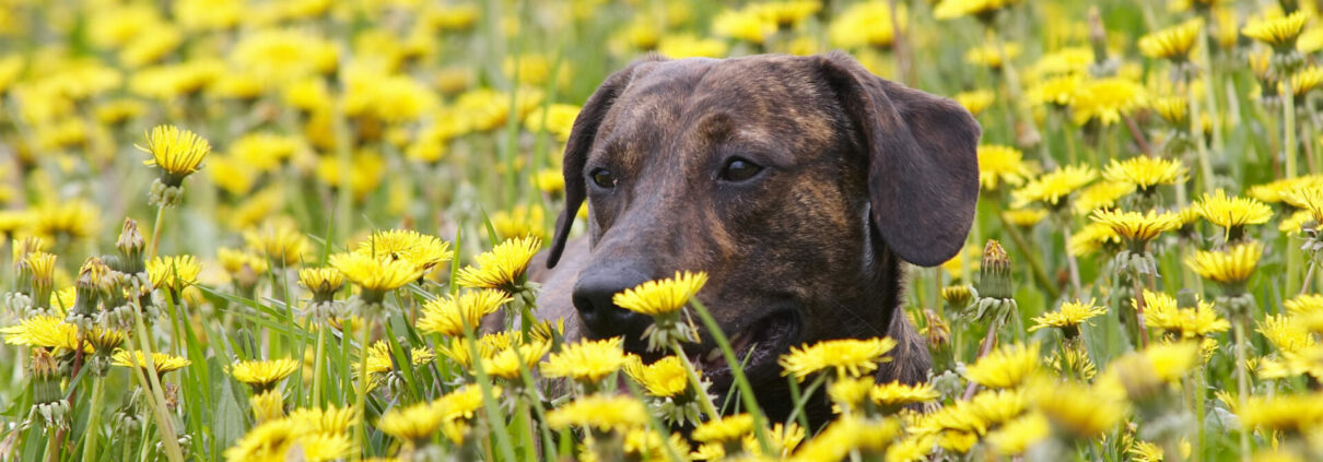 Hund verstecktsich in einer Blumenwiese