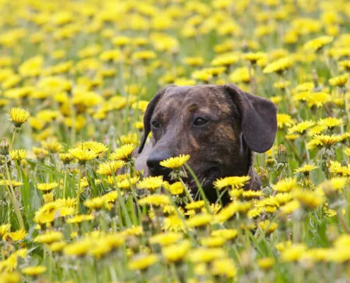 Hund verstecktsich in einer Blumenwiese