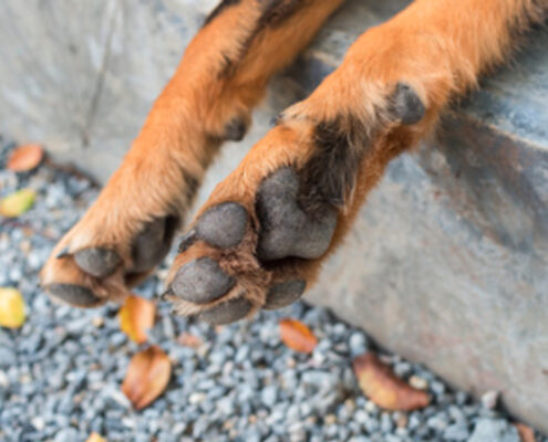 Hund leckt Pfoten: Was steckt dahinter?