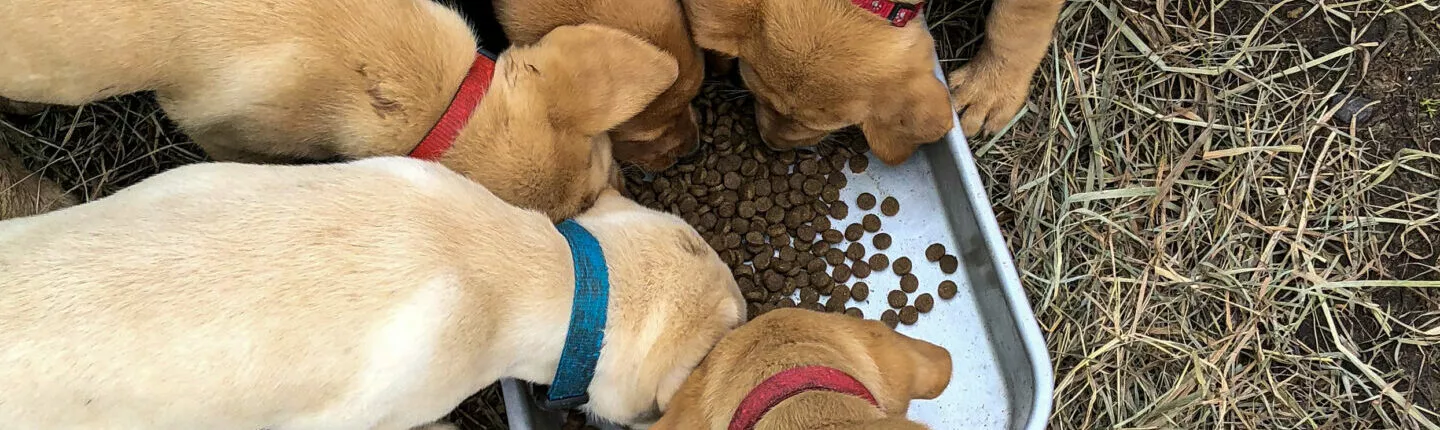 LABRADOR ALLES ÜBER DEN LABRADOR HERKUNFT, GESUNDHEITSPROBLEME, ERNÄHRUNG