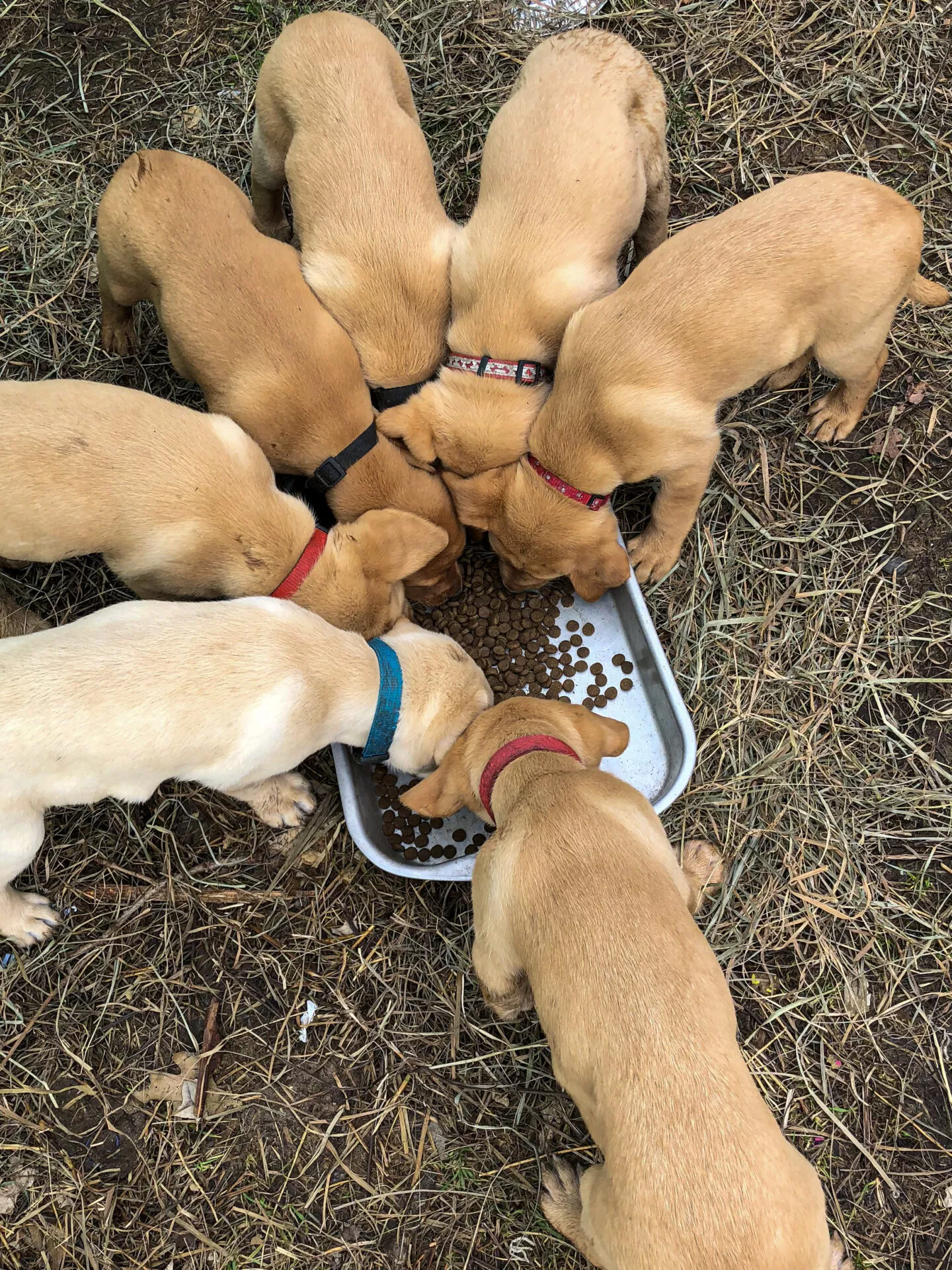 LABRADOR ALLES ÜBER DEN LABRADOR HERKUNFT, GESUNDHEITSPROBLEME, ERNÄHRUNG