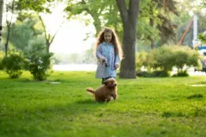 A cute little girl on a walk with toy poodle dog.
