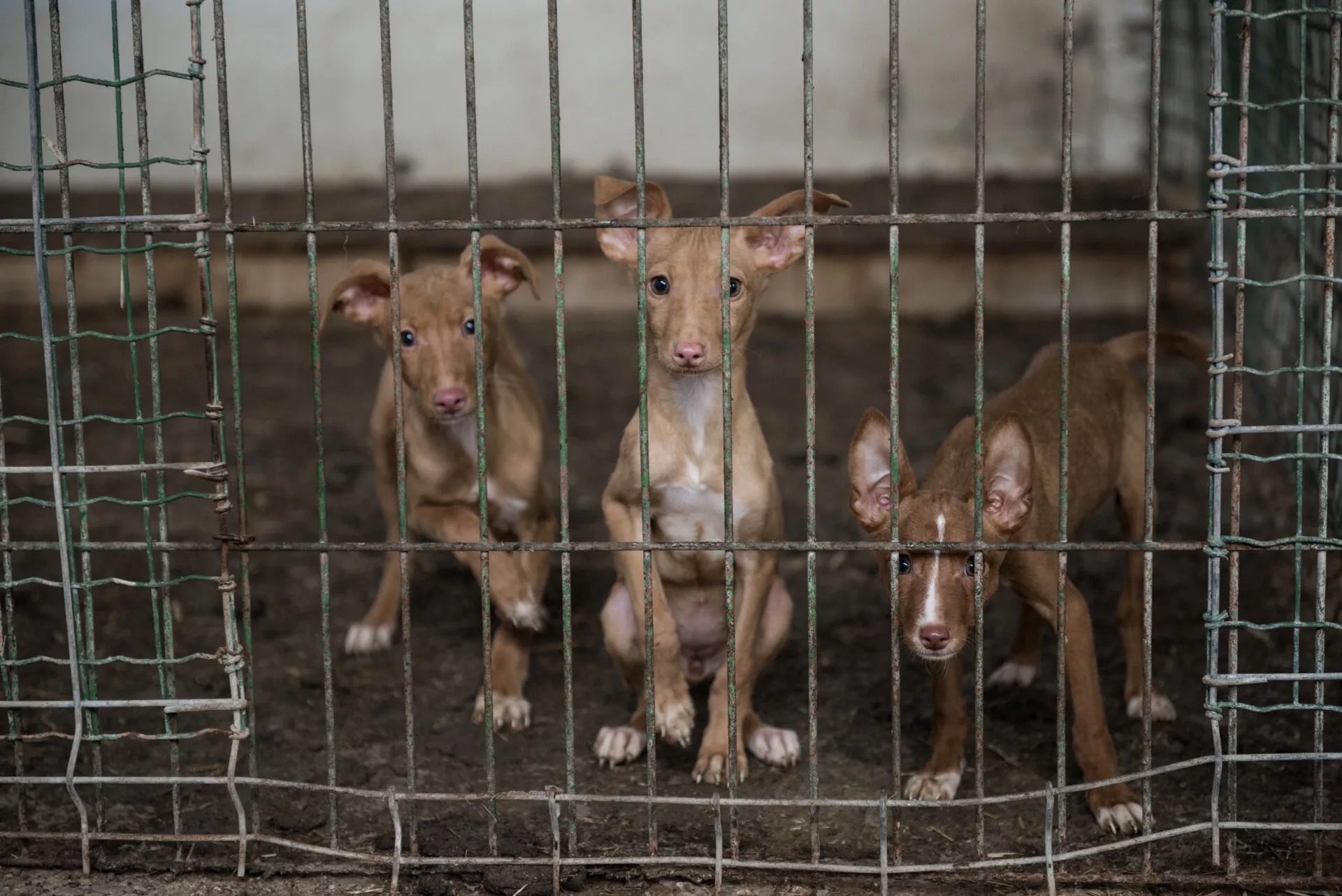 Hundevermittlung Tierschutz