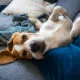 Tipps zur Linderung und Prävention von Erkältungen bei Hunden