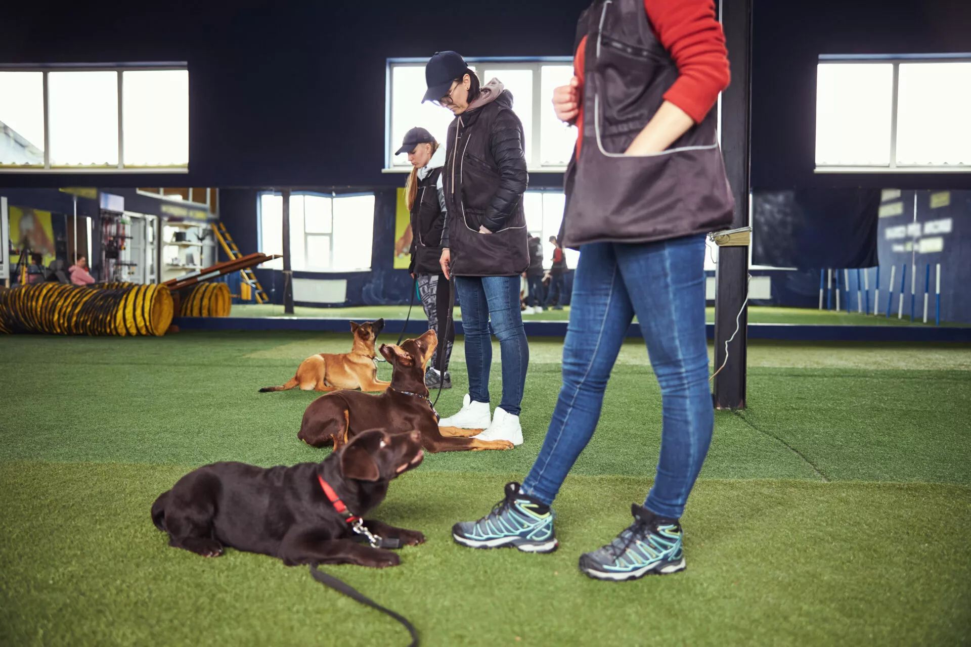 Zwei fröhliche Hunde essen Reico Hundefutter, das auf natürlichen Zutaten basiert