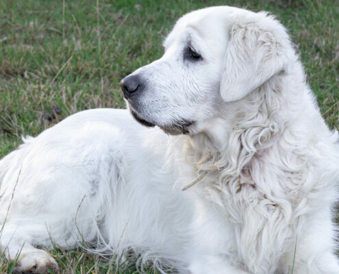 Closeup shot of a white Slovak cuvac dog