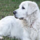 Closeup shot of a white Slovak cuvac dog