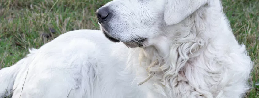 Closeup shot of a white Slovak cuvac dog