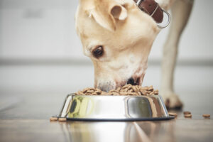 Ein gesunder und aktiver Hund im Freien, ernährt mit Reico's naturbelassener Tiernahrung. reico berater