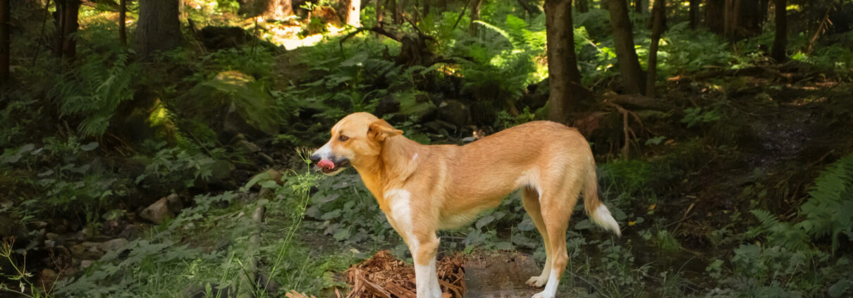Dog with tongue protruding in forest. Outdoors walking with pet