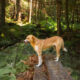 Dog with tongue protruding in forest. Outdoors walking with pet