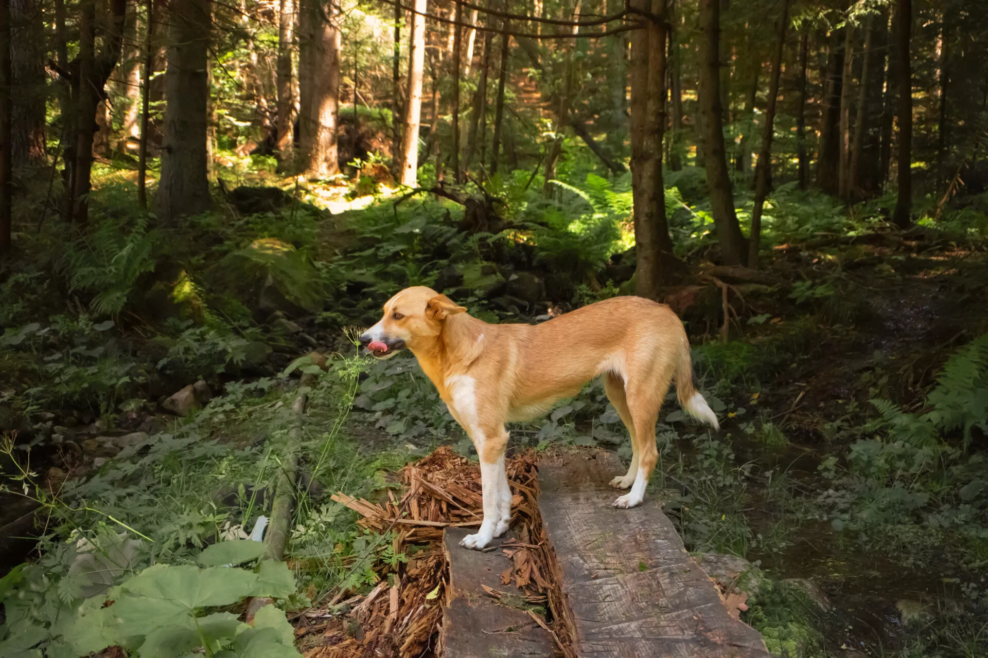 Dog with tongue protruding in forest. Outdoors walking with pet