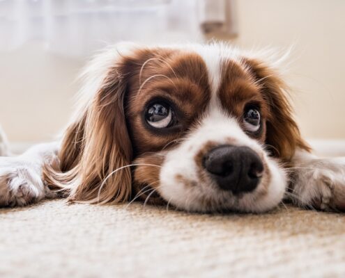 Arthrose bei Hunden Ursachen und Hilfe Joint vital