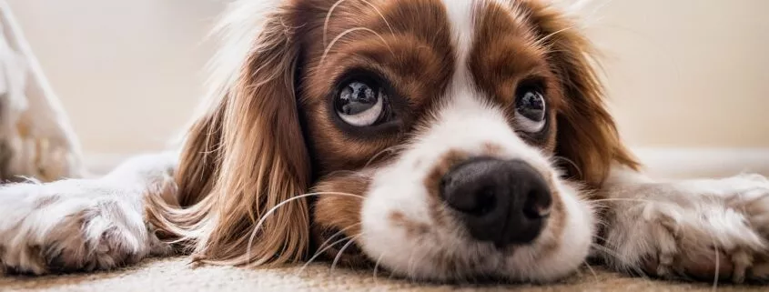 Arthrose bei Hunden Ursachen und Hilfe Joint vital