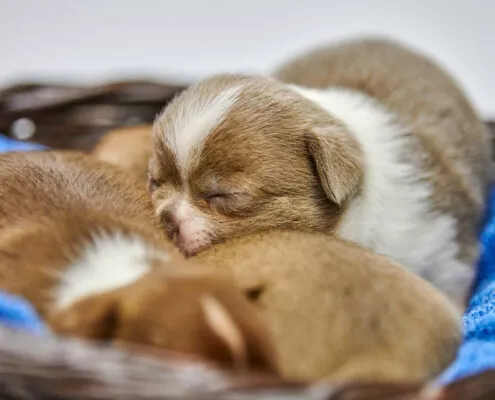 Sleeping Chihuahua puppies in basket.