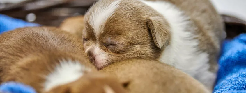 Sleeping Chihuahua puppies in basket.