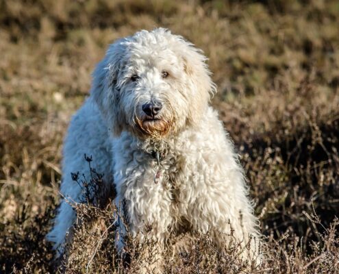 {titel} - {seitenname} Goldendoodle