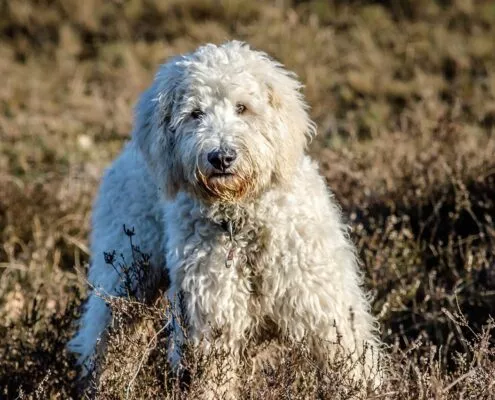 Goldendoodle