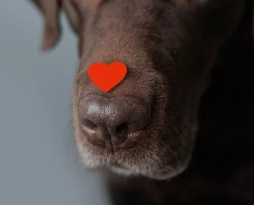 dog is a chocolate labrador retriever with hearts on his head and nose. valentine's day, date or