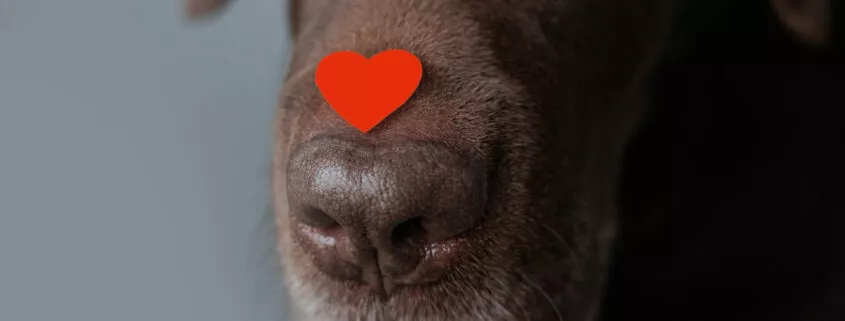 dog is a chocolate labrador retriever with hearts on his head and nose. valentine's day, date or