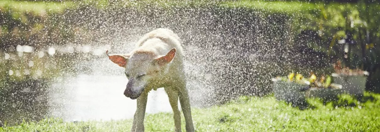 Dog shaking off water