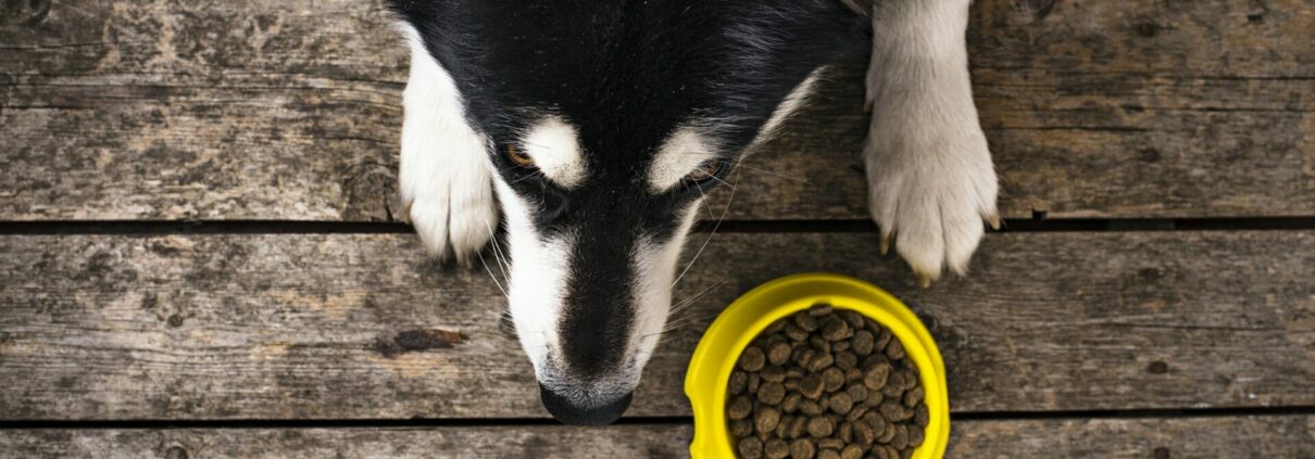 Hungry dog lying near a bowl of food