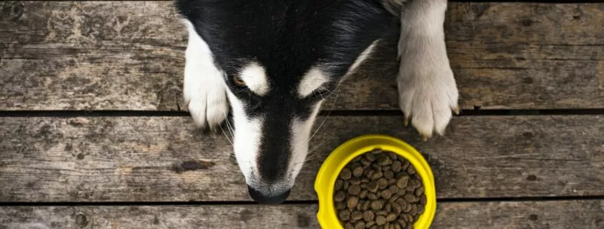 Hungry dog lying near a bowl of food
