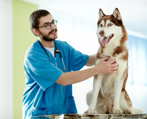 Ein professioneller Reico Ernährungsberater führt eine individuelle Beratung für einen Hund durch