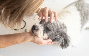 Pet care concept. Young blond woman grooming her mixed breed dog