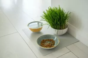Bowls with cat food and water for pet on the floor at home. Dog fresh green grass in white bowl