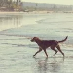 Dog on the beach