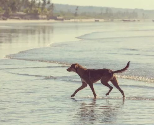 Dog on the beach