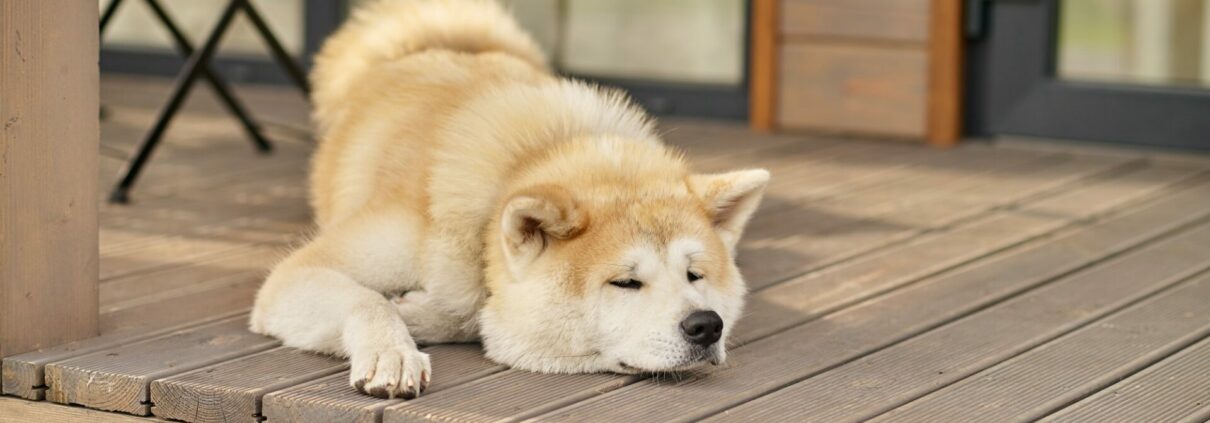 Shiba inu dog lying sleeping on porch of house