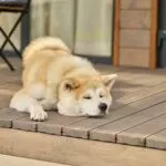 Shiba inu dog lying sleeping on porch of house